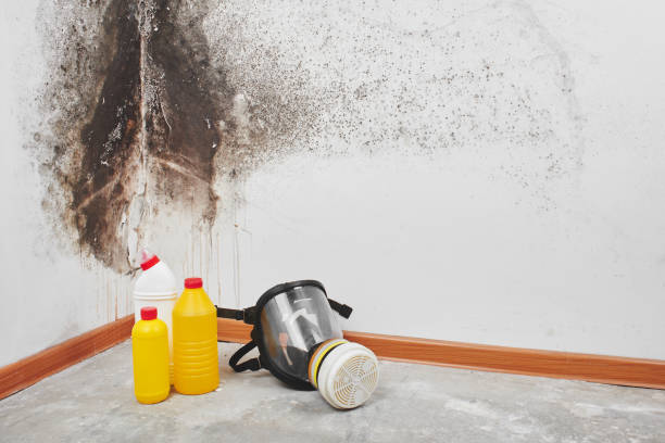 Best Mold Damage Repair  in East Milton, FL