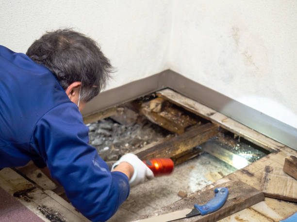 Best Attic Mold Removal  in East Milton, FL