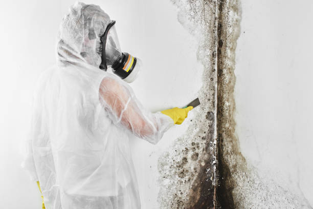 Best Certified Mold Removal  in East Milton, FL