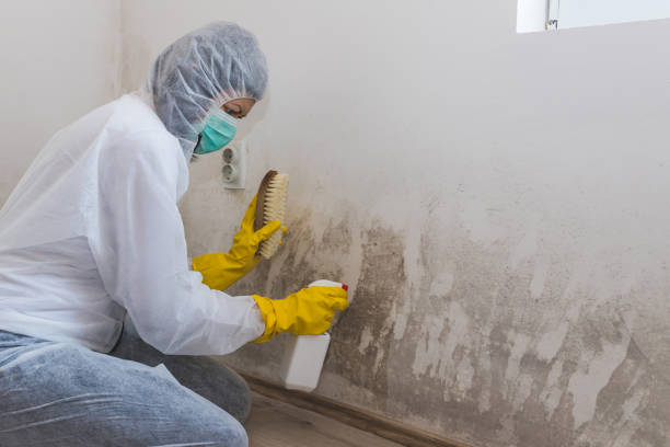 Best Crawl Space Mold Removal  in East Milton, FL