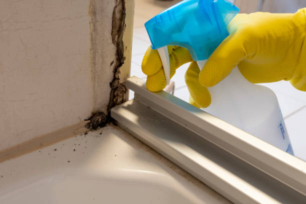 Best Professional Mold Removal  in East Milton, FL