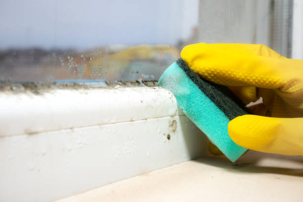 Best Mold Cleaning Services  in East Milton, FL