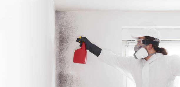 Best Attic Mold Removal  in East Milton, FL