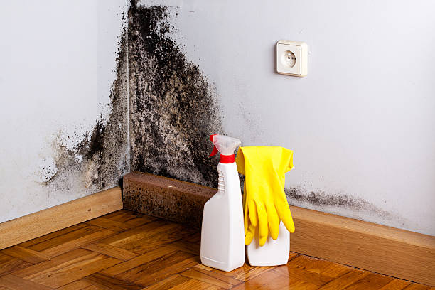 Best Residential Mold Removal  in East Milton, FL