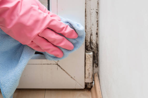 Best Toxic Mold Removal  in East Milton, FL