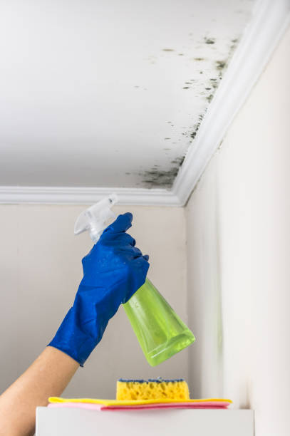 Professional Mold Removal in East Milton, FL