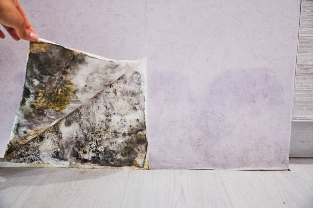 Best Affordable Mold Removal  in East Milton, FL